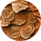 component